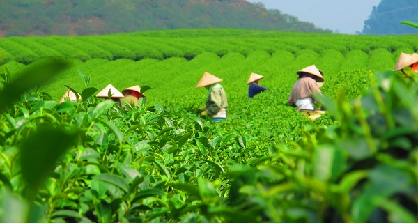 用科學(xué)說話春茶是否存在農(nóng)藥超標(biāo)問題？用農(nóng)藥殘留速測儀一測究竟！
