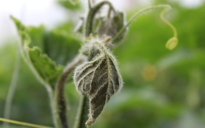 用病毒檢測儀為植物查明“病因”（植物病害檢測儀可以檢測哪些？）