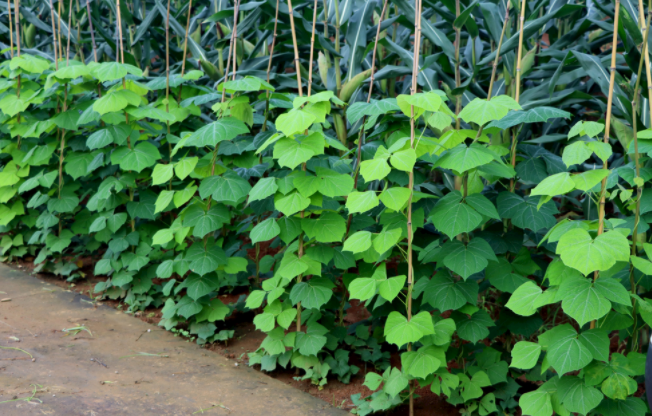 怎樣檢測(cè)泥土是不是有重金屬（土壤重金屬含量多少為超標(biāo)？）