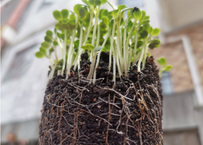 根系分析儀是什么？植物根系掃描系統(tǒng)可測量范圍介紹